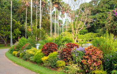 Obraz premium Beautiful tropical botanic garden in Peradeniya, colorful bushes and plants.