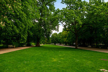 avenue of trees in the royal garden