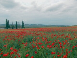 landscape poppy field