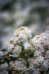 White Sweet Alyssum Flowers in Bloom