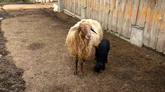 Sheep on a flock farm. Selective focus.