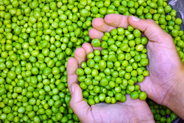 A Green peas in hands on nature in garden background