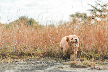 Naklejka na ściany i meble puppy dog poodle running in the grass