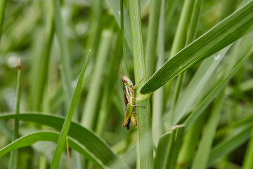closeup Grasshopper in the meadow