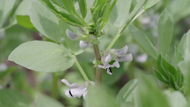 Close up view of growing organic beans flowers in vegetable garden on sunny day. Legume plant sways in wind.