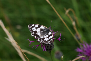 Beautiful butterflies sit on flowers and drink nectar