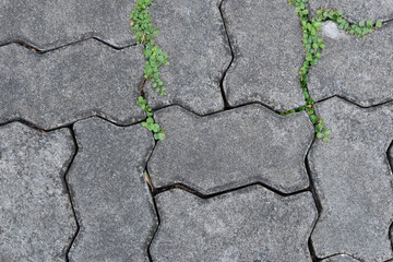 Obraz premium Image of a textured block floor with plants growing out of some cracks. Outdoor Floor.