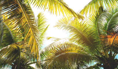 Tropical palm leaves over sky background vintage toned.