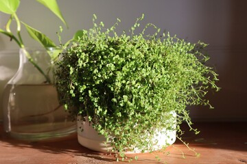 Indoor Green Pot Plant