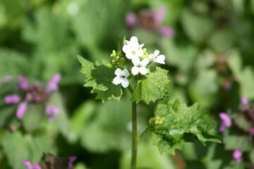 Garlic mustard flowers in bloom closeup view with green leaves in background