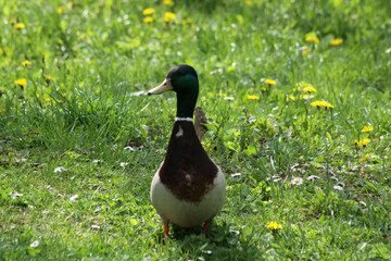 Frontal view of a male duck on green grass with small flowers