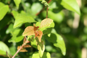 American plum leaves closeup view with selective focus