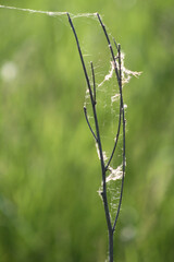dried plant with spider web with green selective focus in background