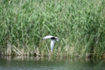 Black tern flying near the lake surface with selective focus background