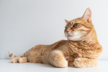Cute ginger cat lying peacefully on white table background. Adorable home pet stock photography. At the vet
