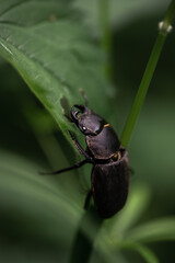 Hirschkäfer auf einem Blatt 