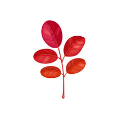 Obraz premium Autumn leaves on branch, acacia tree fall foliage, vector isolated icon. Acacia leaf on branch twig, red autumn leaves, fall season plants