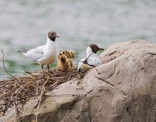 Gulls with chicks in the nest.