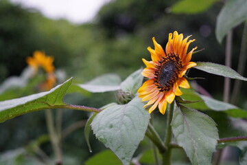 雨の恵みを待つ