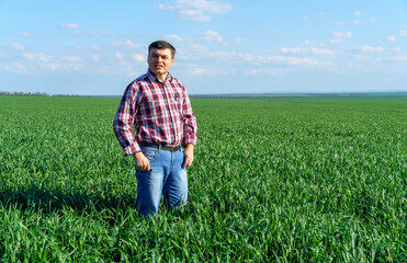 Naklejka na ściany i meble a man as a farmer poses in a field, dressed in a plaid shirt and jeans, checks and inspects young sprouts crops of wheat, barley or rye, or other cereals, a concept of agriculture and agronomy