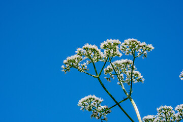 Wild flower in the bue sky of july in Quebec, Cahada