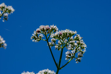 Wild flower in the bue sky of july in Quebec, Cahada