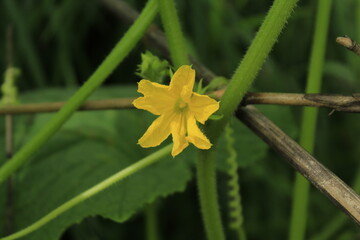 Beautiful yellow color cucumber flower on blur background