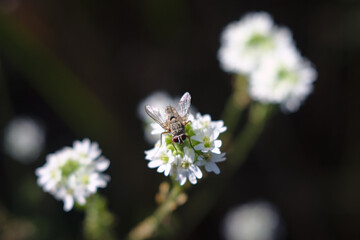 bee on a flower