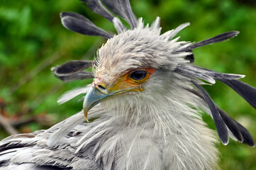Portrait of a secretary bird - Sagittarius serpentarius 