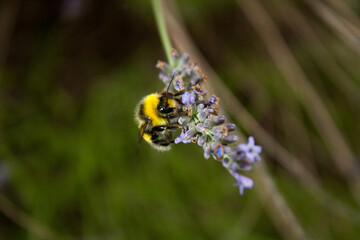 a bumblebee gathers nectar from a lavender flower