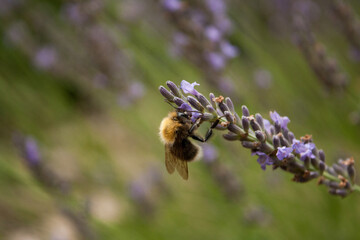 a bumblebee gathers nectar from a lavender flower
