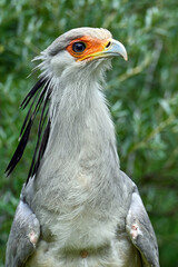 Portrait of a secretary bird - Sagittarius serpentarius 