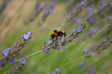 a bumblebee gathers nectar from a lavender flower
