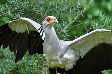 Portrait of a secretary bird - Sagittarius serpentarius 