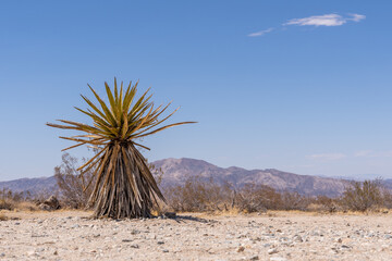 Fototapeta na wymiar Low Angle shot of a Yucca Plant with Joshua Tree Desert and mountain in background.