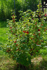 Fototapeta premium cultivated redcurrant bush in the ornamental garden with red berries
