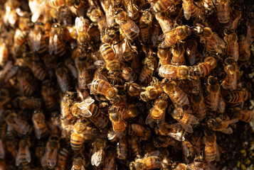 Close Up of Swarming Bees on a Tree