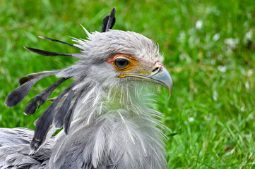 Portrait of a secretary bird - Sagittarius serpentarius 