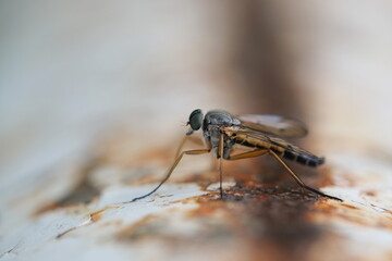 Raubfliege in Seitenansicht