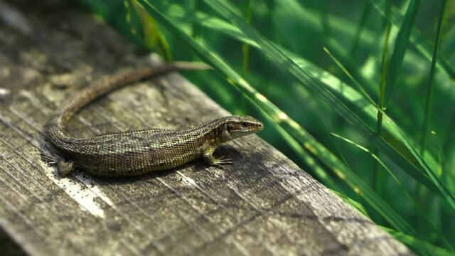 A small newt in a field of long green grass