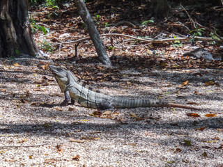Black iguana (Cenote Dos Ojos, Tulum, Quintana Roo, Mexico)