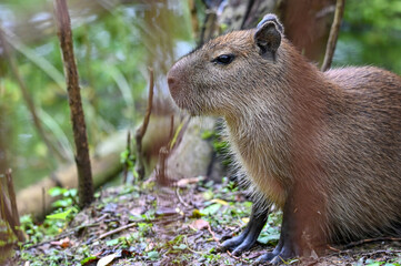 Naklejka na ściany i meble Capybara - Hydrochoerus hydrochaeris, young - baby, close up