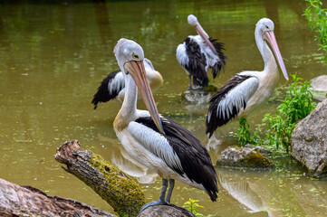 Australian pelican (Pelecanus conspicillatus), close up