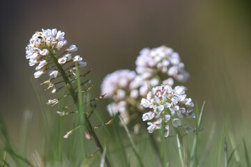 Fleurs des près