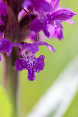 Orchis mâle