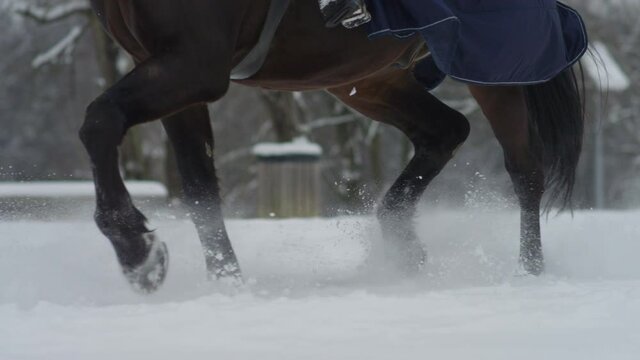 SLOW MOTION, CLOSE UP, LOW ANGLE, DOF: Unrecognizable person riding a horse canters across a snowy meadow. Young brown stallion gallops across the idyllic countryside covered in fresh powder snow.