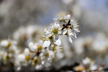 fleurs de cerisier 