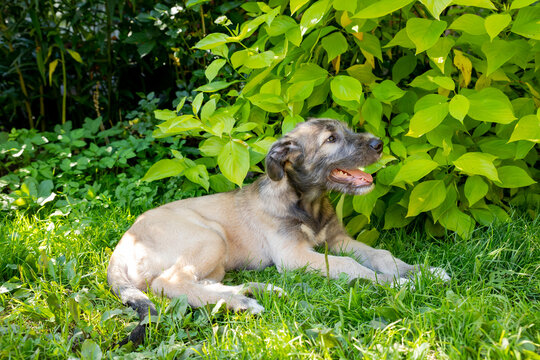 three month old irish wolfhound in the garden.The puppy of breed the Irish Wolfhound rests on a green grass in the yard.