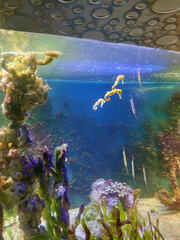 Orange seahorses in a colorful aquarium. Oceanarium