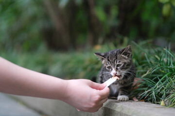 close up hand feed little wild cat in natural park
